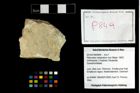 Foto (Objekt + Etikett) von Pithonoton marginatum (von Meyer, 1842)  (NHMW-GEO-2014-0194-0849)